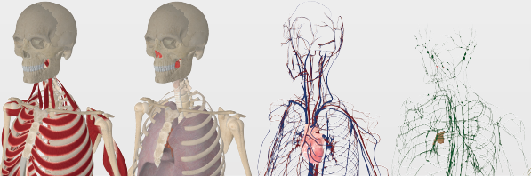 enf anatomia 2