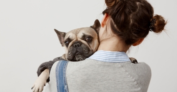 Close up cute french bulldog looking on camera lying on shoulder of her female owner. Picture from back of female veterinarian pressing sad puppy to her while doing tests. Relation, responsibility